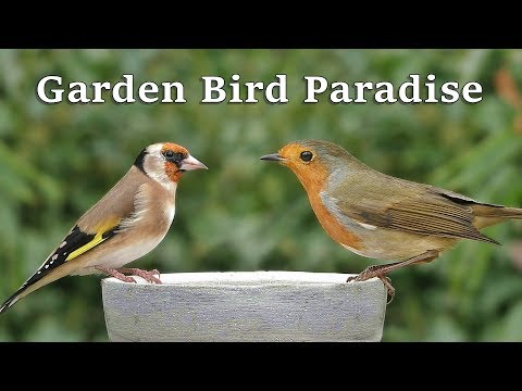 videos-for-cats-to-watch---garden-bird-paradise-~-8-hours