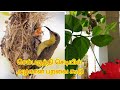 bird nest in hibiscus plant/olive backed sunbird in hibiscus plant