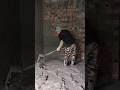 How does a plasterer work with a shovel !