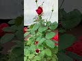 Roses after the autumn rain-Розы после осеннего дождя#shorts