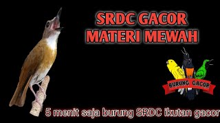 BURUNG SRDC GACOR MATERI MEWAH