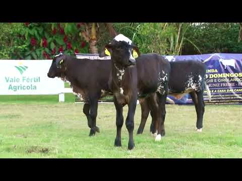 LOTE 81   FAZENDA SÃO DOMINGOS   899  893  894