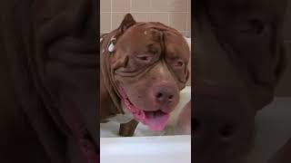 Did you know Hulk could sing!? #ytshorts #dogdynasty #pitbull #hulk #dogs #hulkpitbull #puppies
SUBSCRIBE to Beastly: http://bit.ly/2ceCJY0
If you have an amazing story and want to appear on the show, please email trulycasting@futurenet.com and the team will be in touch!
For licensing and archive requests, please email the licensing team: licensing-archive@futurenet.com
Click below to follow your favourite Beastly shows on social media!
Beastly Snapchat - https://bit.ly/4gkfEkf
Beast Buddies Facebook - https://bit.ly/4gi0zzM
Big Dogz / Dog Dynasty Snapchat - https://bit.ly/4g00f8X
Dog Dynasty Facebook - https://bit.ly/3Vlh2LB
Dog Dynasty Instagram - https://bit.ly/4fbACkE
Big Dogz Instagram - https://bit.ly/4fbAFgk
Snapped In the Wild Snapchat - https://bit.ly/49nv3xY Did you know Hulk could sing!? #ytshorts #dogdynasty #pitbull #hulk #dogs #hulkpitbull #puppies