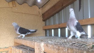 Турецкая Такла. Super pigeons Turkish takla. Голуби Санжаха!