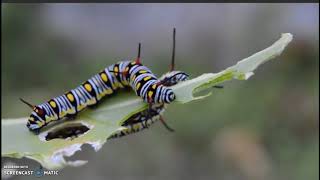 Arcadia Pest Control Video
