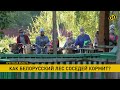 Сезон черники открывает границу украинцам. Как белорусский лес соседей кормит?