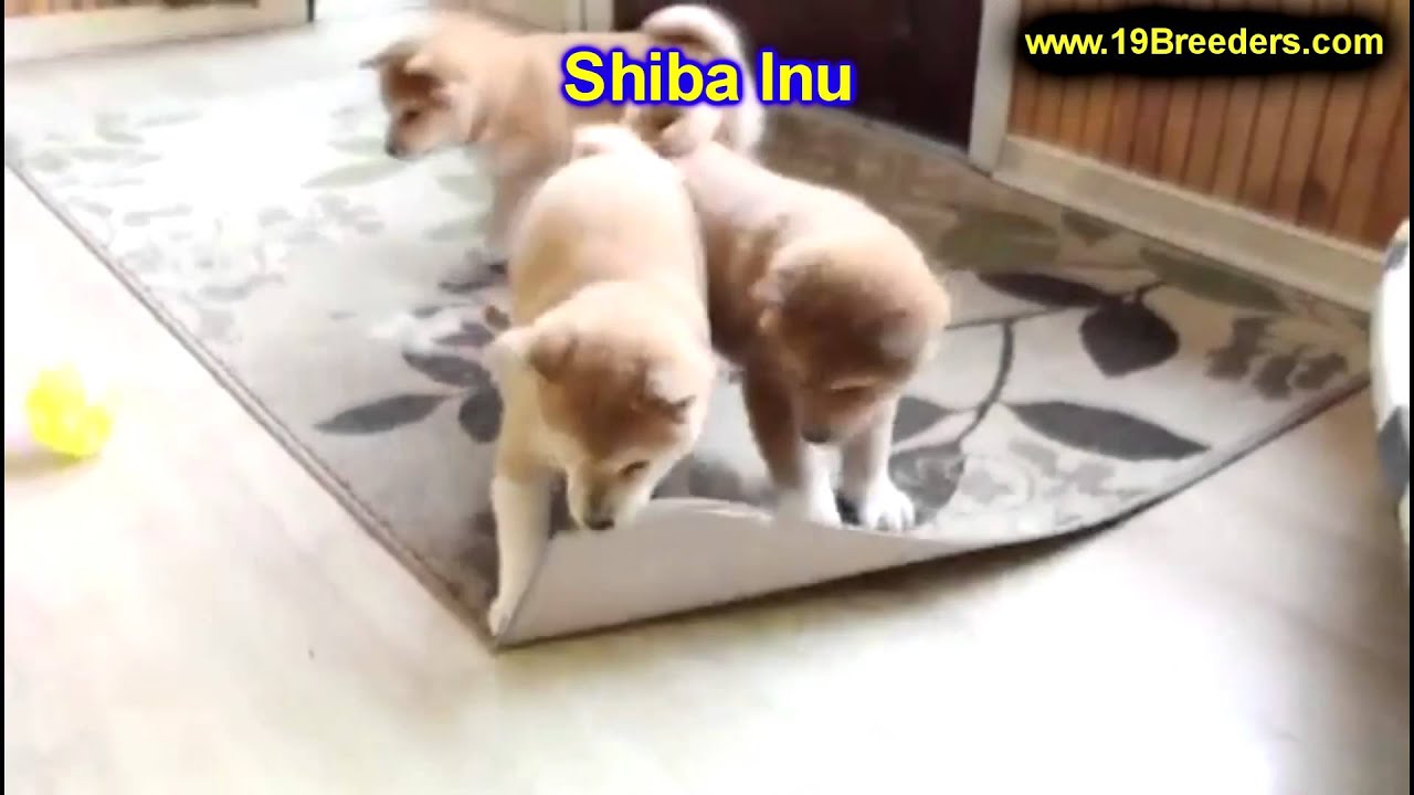 Shiba Inu Puppies For Sale In Boise City Idaho Id