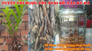 Cách ngâm rượu Cốt Toái Bổ, Tắc Kè đá thần dược giúp bổ thận tráng dương trị đau nhức xương khớp