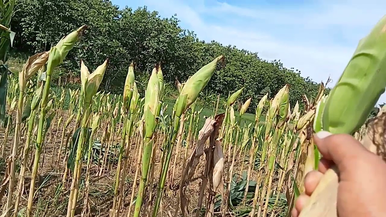 Tanam Jagung Susulan dan Pemangkasan Daun Atas NK SUMO 90hst&NK Andalan 6hst