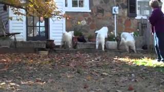 Samoyed Puppies:  Coming When Called (5 mos old) by SamoyedMoms 1,044 views 10 years ago 1 minute, 5 seconds