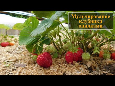 Мульчирование клубники опилками