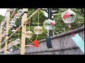 夏日風鈴 夏日風鈴