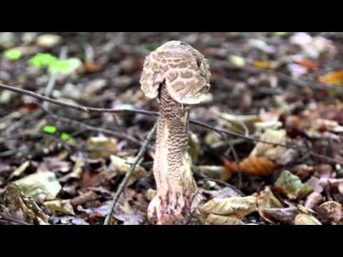 Video: Hoe Paddenstoelen Correct Te Plukken?