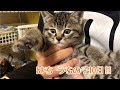 うちの子10日目。抱っこもできるように♪の巻【はちの成長記録#10】