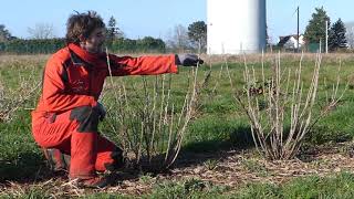 Tutoriel de taille d'entretien des Groseilliers à grappes