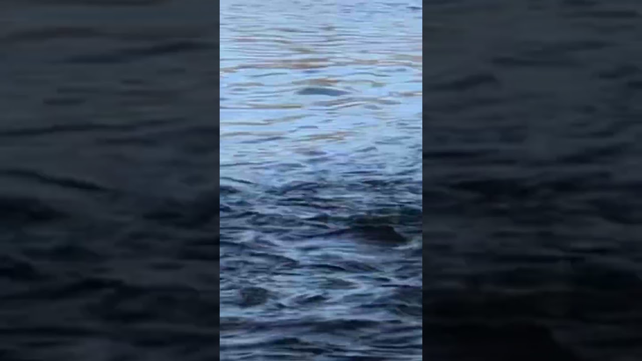 Big bow sips a midge 