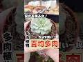 100均多肉が熱すぎる！即購入の即植え替え作業 #多肉植物 #succulents #エケベリア #mokimoki #モキモキ