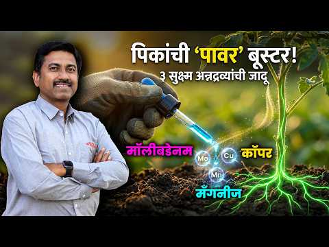 नत्र, स्फुरद असूनही पीक वाढत नाही? | पानं पिवळी, फुलगळ जास्त? | Micronutrient Deficiency | AgroStar