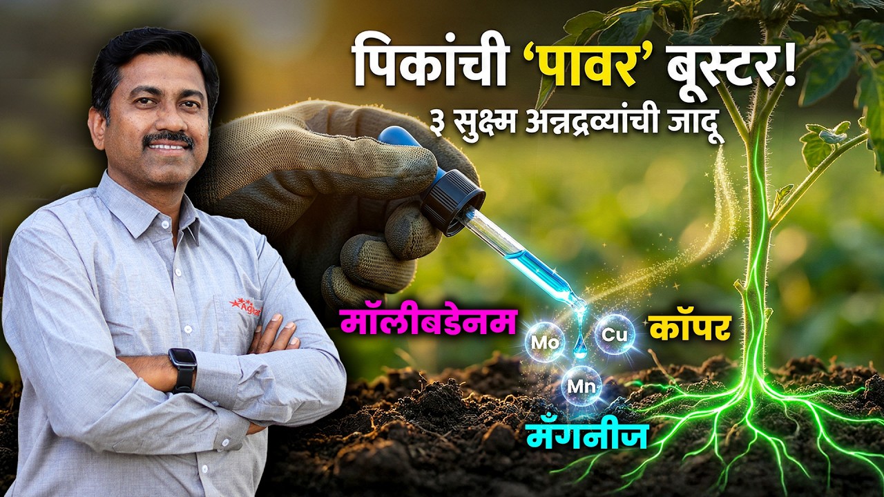 नत्र, स्फुरद असूनही पीक वाढत नाही? | पानं पिवळी, फुलगळ जास्त? | Micronutrient Deficiency | AgroStar
