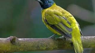 Suara Burung Cucak Kurincang/Kutilang Sutra GACORRR!!