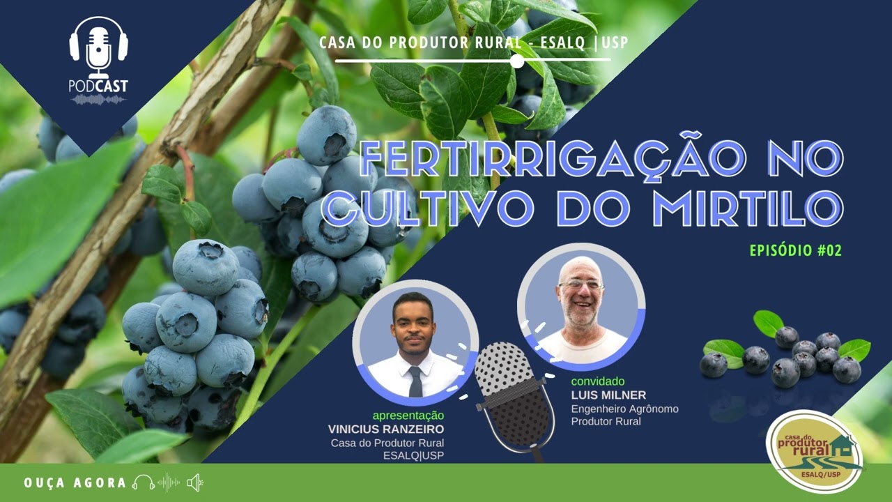Fertirrigação no cultivo do mirtilo