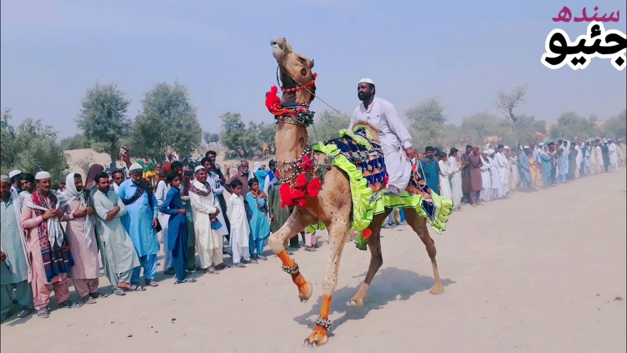 Camel Race Pakistan of Sindh Thar mela Taman Tawar GeoSindh viral#