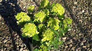 Hot New Dwarf Hydrangea Hot New Dwarf Hydrangea