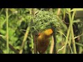 Male Eastern Golden Weaver weaving a nest (old name was Yellow Weaver)