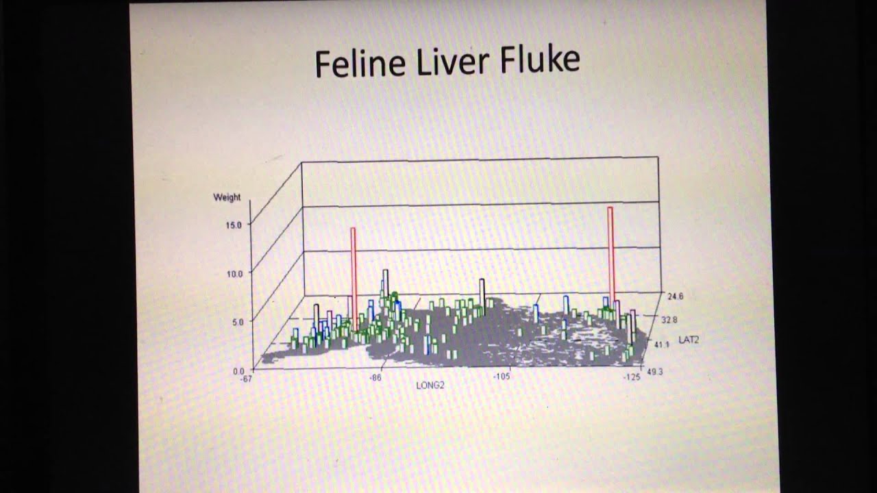 Feline Liver Fluke (canted) YouTube