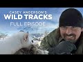 Ermine Behavior and Characteristics