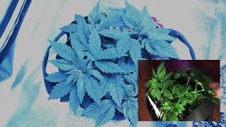 How to trim your medical marijuana plant