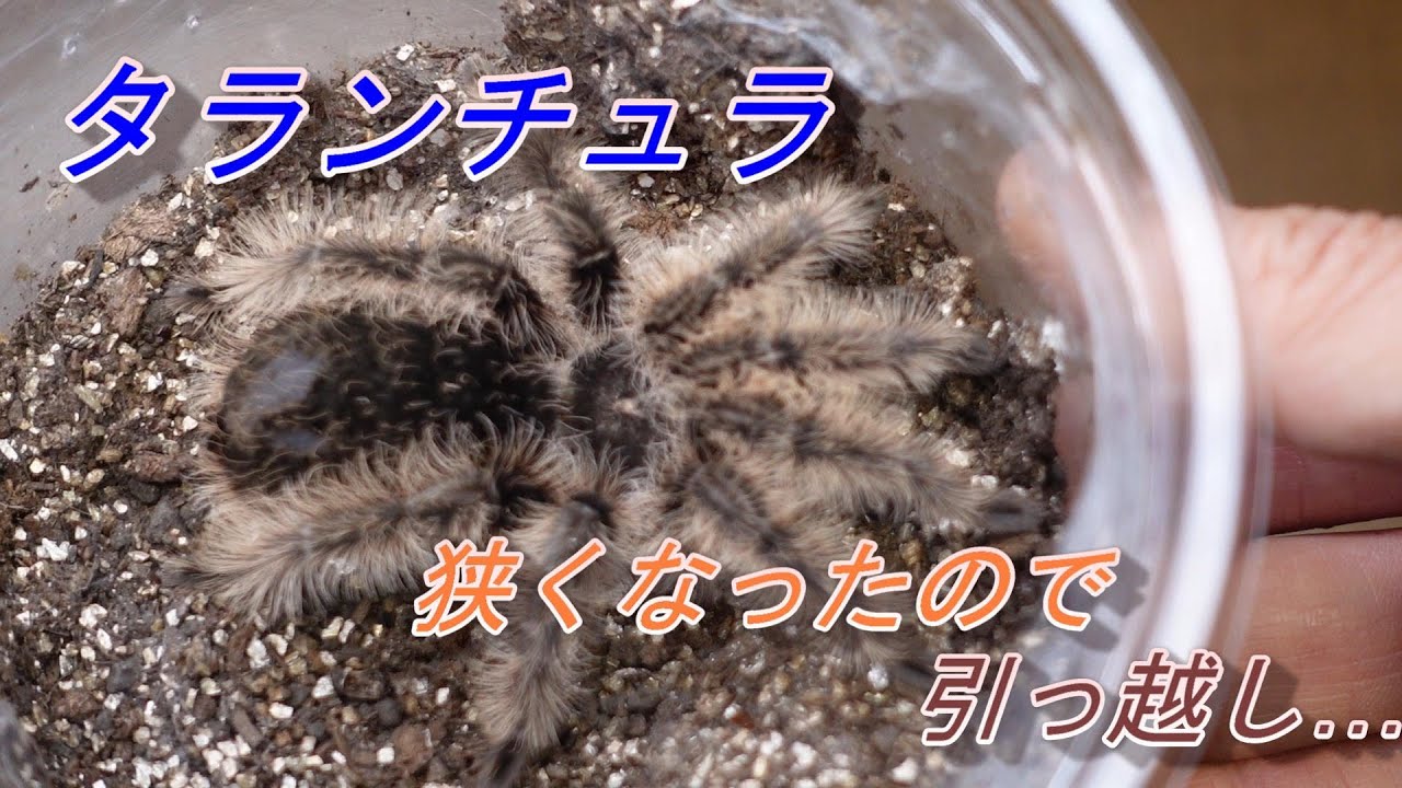 カーリーヘアタランチュラの引っ越し - YouTube カーリーヘアタランチュラの引っ越し - YouTube