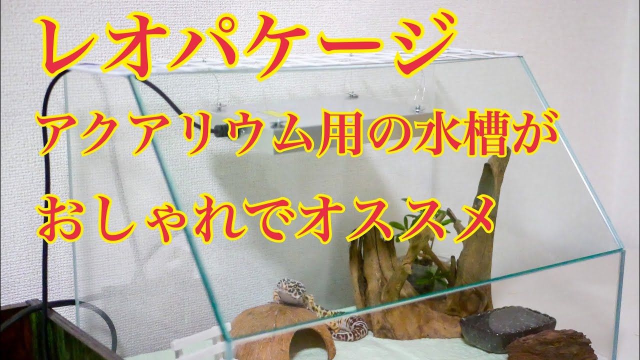 ヒョウモントカゲモドキ レオパ おしゃれなケージ アクアリウム用の水槽がオススメ Youtube