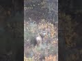 How big is he really? It’s hard to tell with the video quality, this buck was a long ways off.
