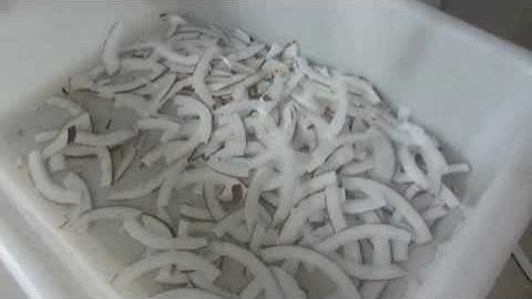 【video】FC 306 slicing coocnut chips machine by 4 blade disk