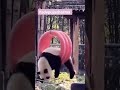 Cute panda shorts reels youtubeshorts funny  try not to laugh