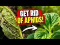 The Grand Lie About Grandma's Gardening Secrets: How to Get Rid of Aphids Once and For All! 🐛