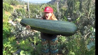 GROW GIANT Zucchini Squash Summer Garden Harvest to Store Eat Cook Bake Collect Seeds for Plants