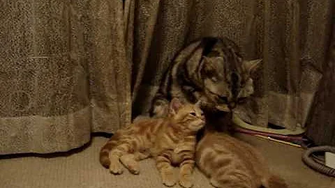 Watch the video about American Shorthair(1)