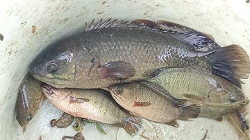 Câu Cá Rô Đồng Thử Câu Mồi Tép Bạc Lột Không Ngờ Đụng Hàng Em Cá Rô Khủng Giật Cong Cả Cần Thành Quả