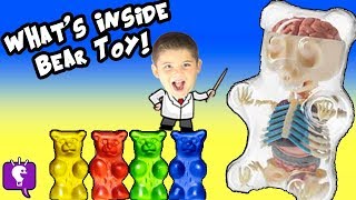 Science Lab 4D: What's in a Toy BEAR? Science Surprise with HobbyKidsTV