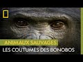Chez Les Bonobos On Fait L Amour Pas La Guerre
