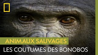 Chez Les Bonobos, On Fait Lamour, Pas La Guerre