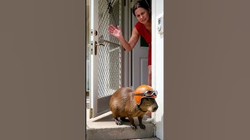 De achtergelaten capibara die weigerde weg te lopen