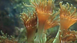 Majano Anemone - Swaying Around