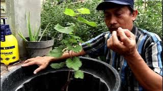 penyiraman dan cara merawat bibit anggur yang baru pindah dari polibak ke pot Top Garden