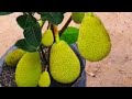 #Jackfruit Hort video