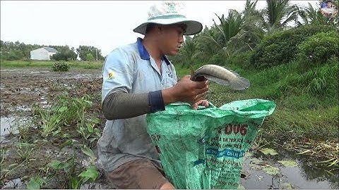 Bắt tới bắt lui vẫn không hết Cá ở mương lúa miền tây | Bắt cá ruộng lúa  miền tây - catch fish
