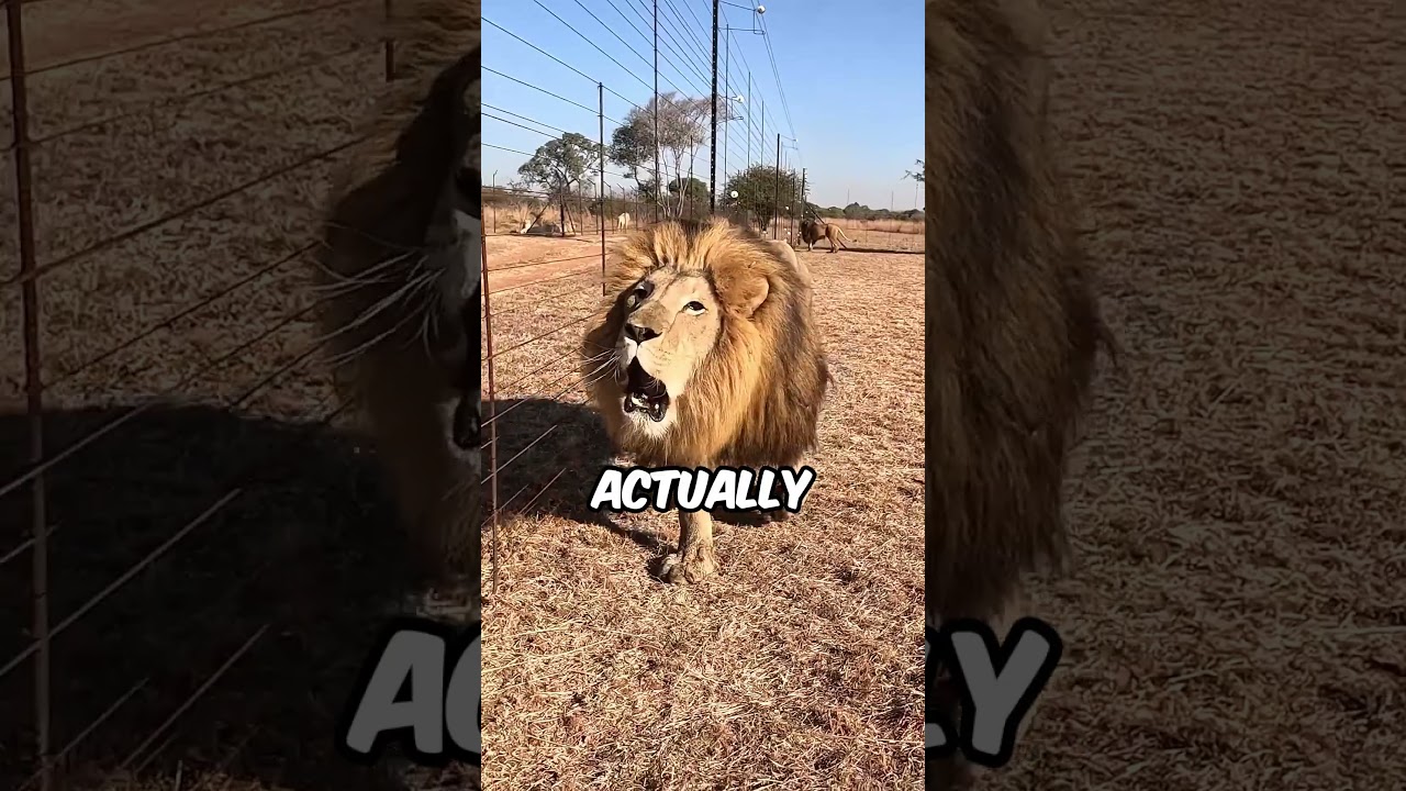 Старый лев делает это для охоты