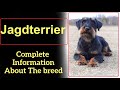 Jagdterrier. Pros and Cons, Price, How to choose, Facts, Care, History